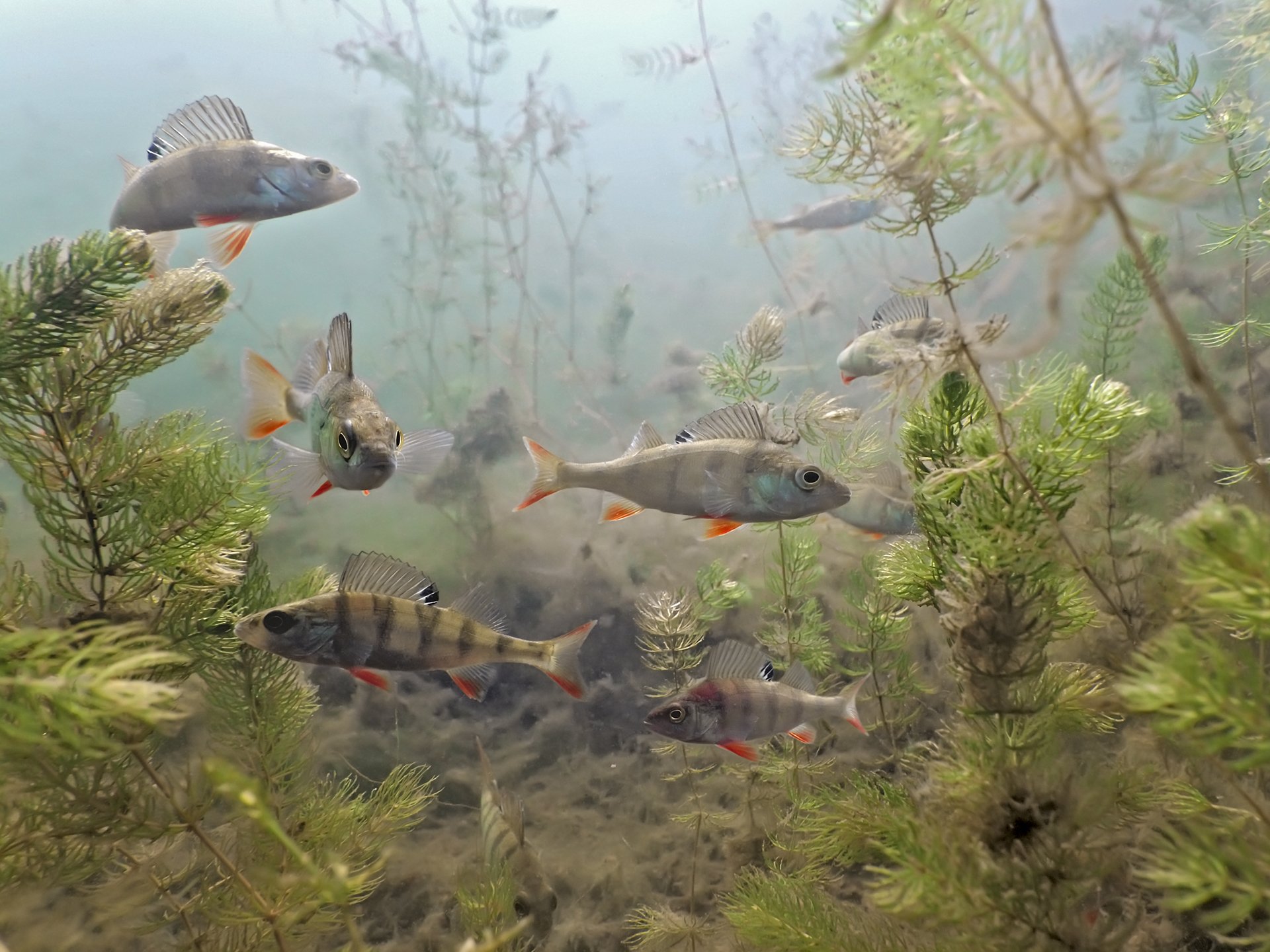 Shoal of perch in a lake