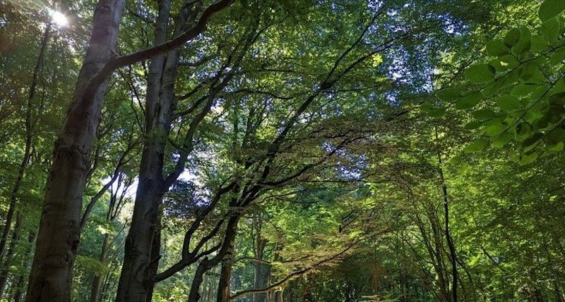 European forest