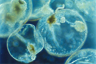 Noctiluca spp.