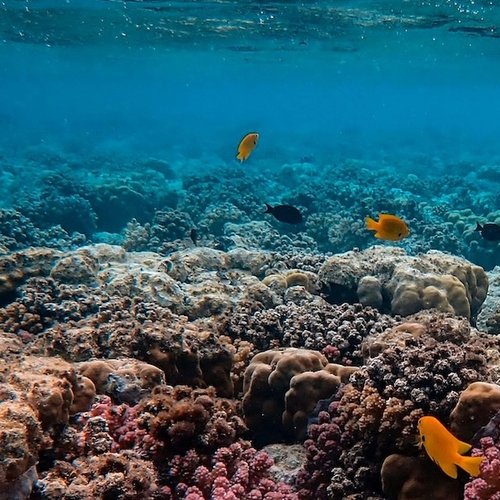 coral reef tipping points pexels-francesco-ungaro-3157890